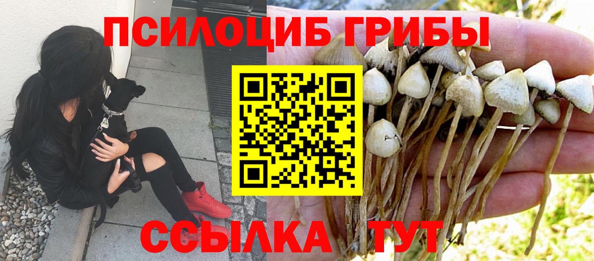 Псилоцибиновые грибы Cubensis  Вход с VPN  Кандалакша  Псилоцибиновые грибы Psilocybine cubensis 